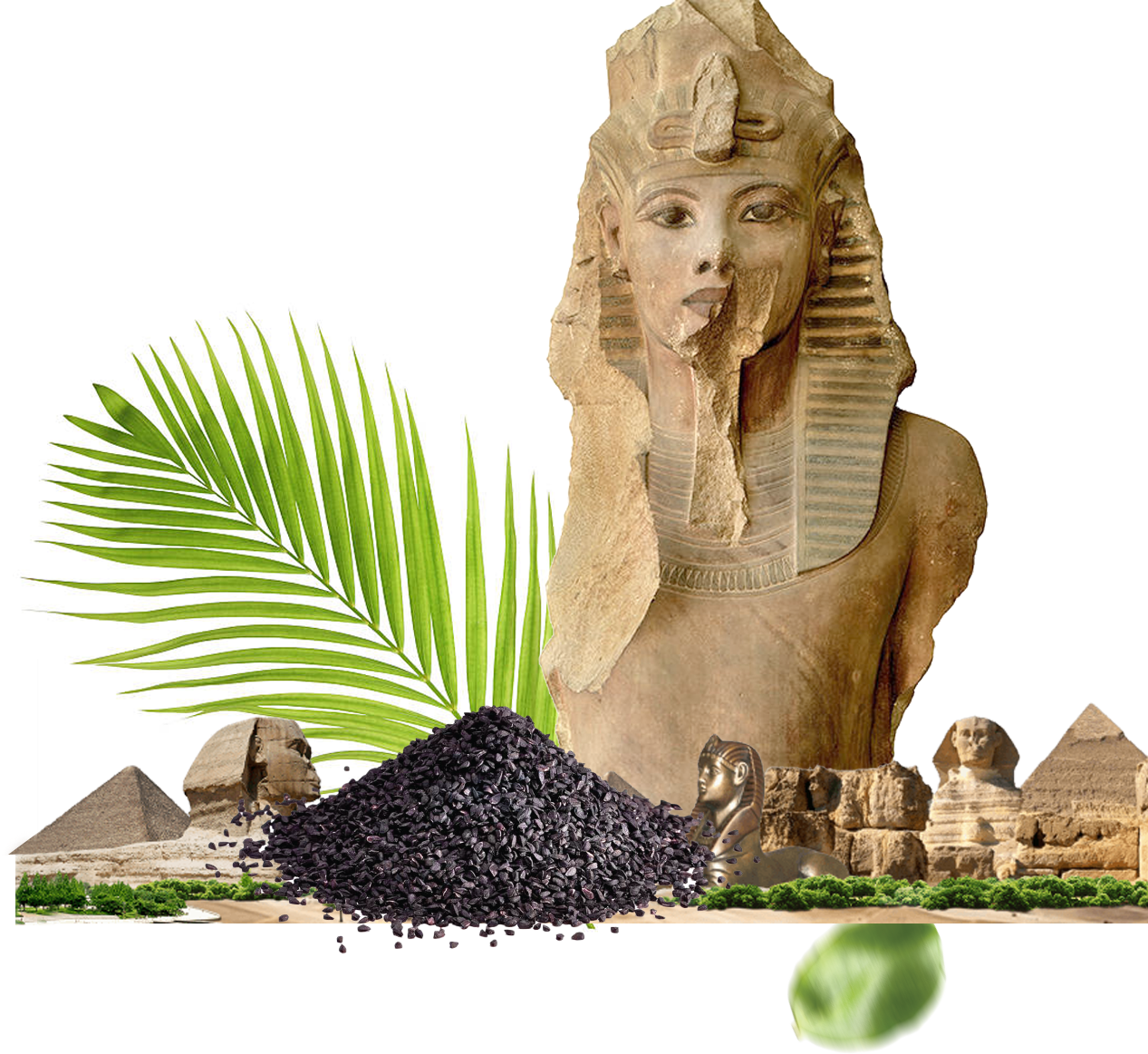 Istoria Nigella Sativa